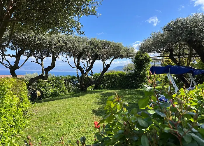 Sorrento Olive Tree Garden
