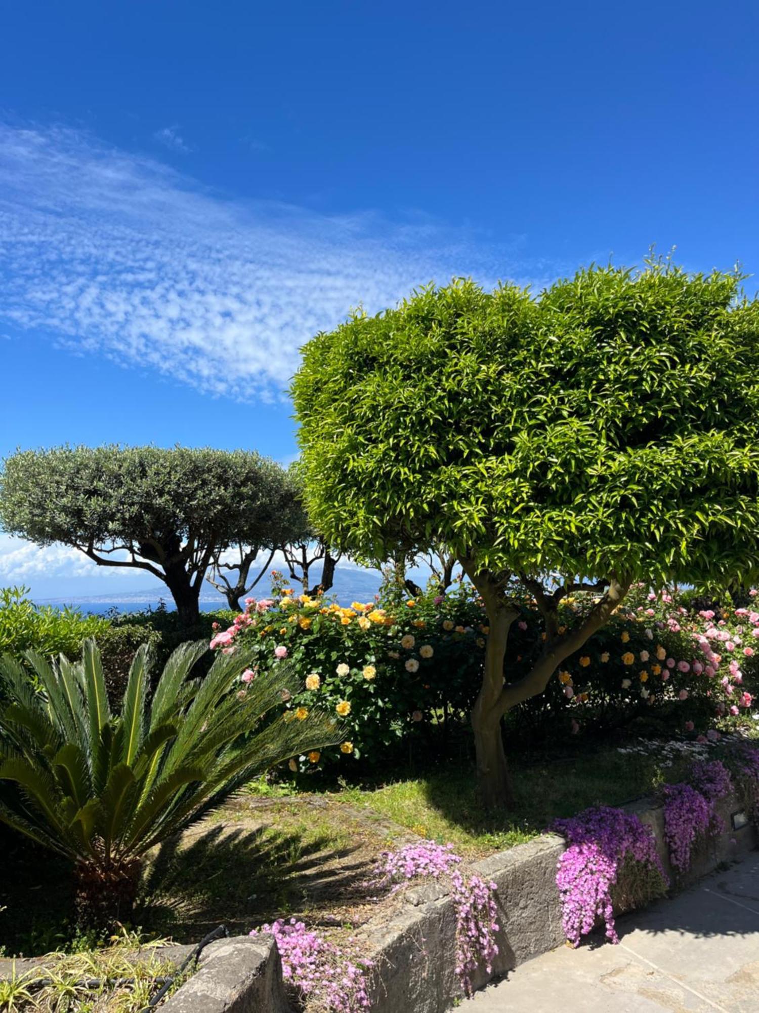 Olive Tree Garden Guest house Sorrento